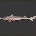 Realistic Shark Model With Detailed Fins Smooth Body And Reflective Surface
