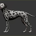 Dalmatian Dog With Black Spots And White Coat Standing On Shiny Floor