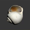 Beautiful Natural Aquatic Animal Seashell Featuring Spiral Structure White Brown Patterns