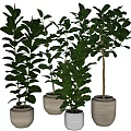 Lush Green Leafy Bonsai Potted Plants In Ceramic Pots For Indoor Decor