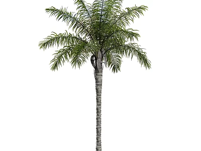 Modern Tree Landscape Tree Shrub Plant Potted Bamboo 3d model