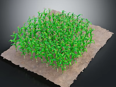 Thriving Young Green Corn Plants Growing In Square Agricultural Soil Bed 3d model