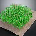 Thriving Young Green Corn Plants Growing In Square Agricultural Soil Bed