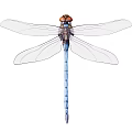 Detailed Blue Body Dragonfly with Transparent Wings Brown Head and Compound Eyes