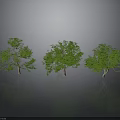 Realistic Green Trees With Clear Trunks Leaves And Ground Reflections