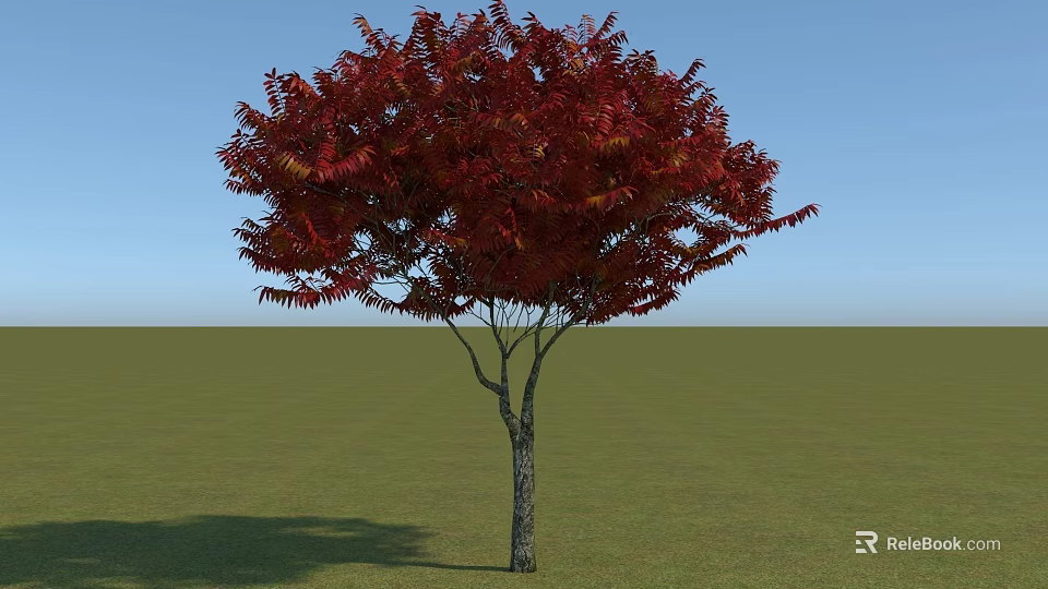 A Tall Tree With Vibrant Red Leaves Standing On Green Grass Under Blue Sky 3d model 