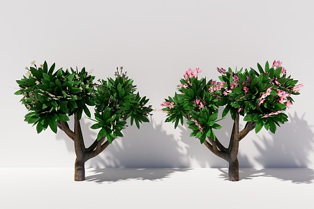 Modern Tree Plumerus Flower Arbor Plant 3d model