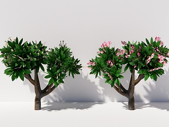 Modern Tree Plumerus Flower Arbor Plant 3d model