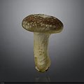 Detailed Organ Structure and Hair Like Surface Texture of Fresh Mushroom on Gray Background