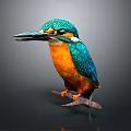 Colorful Kingfisher As Flying Animal With Blue Green Head Orange Belly Perched On Branch Against Gray Background