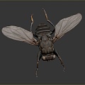 fly green head fly insect animal 3d model