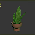 Indoor Green Plant with Striped Long Leaves in Red Terracotta Pot for Home Decor