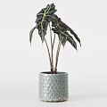 Potted Plants with Large Variegated Leaves in Textured Light Gray White and Dark Brown Planters