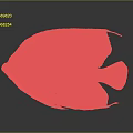 Red Fish With Round Body Large Eyes And Red Fins On Gray Background