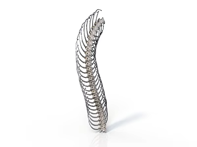 Silver Curved Spine Organ With Hair like Structures And Ring Shaped Segments 3d model