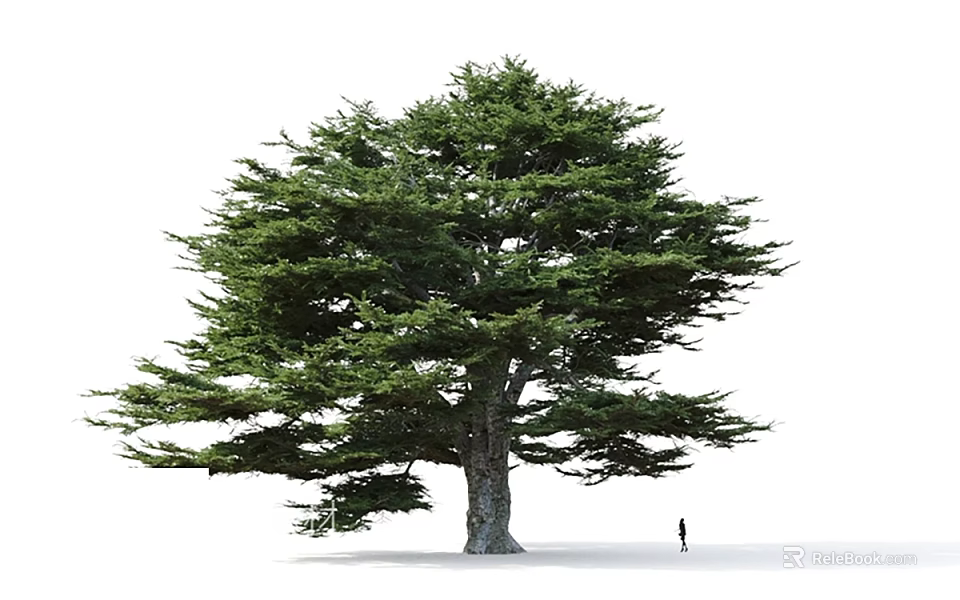 Tall Arbor with Lush Green Foliage and Human Figure for Size Comparison on White Background 3d model 