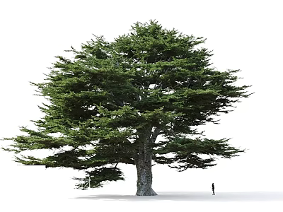 Tall Arbor with Lush Green Foliage and Human Figure for Size Comparison on White Background 3d model