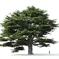 Tall Arbor with Lush Green Foliage and Human Figure for Size Comparison on White Background