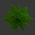 Natural Evergreen Pine Tree With Green Foliage And Brown Trunk Base