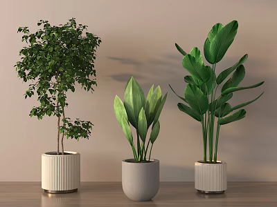 Indoor Decorative Potted Plants With Lush Green Leaves And Various Pot Designs On Wooden Floor 3d model