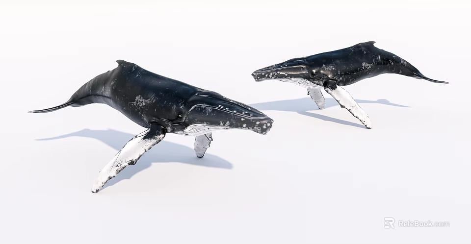 Two Black Whale Models Against White Background With Detailed Texture 3d model