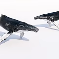 Two Black Whale Models Against White Background With Detailed Texture 3d model