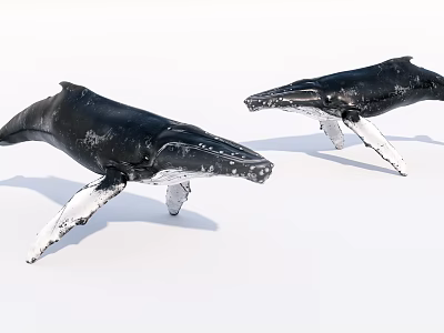 Modern Humpback Whale Aquatic Mammals 3d model