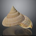 Shiny Conical Seashell With Orange White Stripes On Black Background Surface