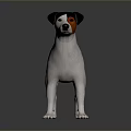 Realistic Jack Russell Terrier Dog With Black White Brown Coat Standing On Dark Background