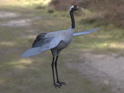 Gray Crane With Black Neck Red Head Spreading Wings In Natural Grassland 3d model