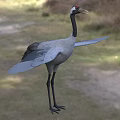 Gray Crane With Black Neck Red Head Spreading Wings In Natural Grassland