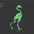 Detailed Golden Ostrich Skeleton Showing Skeletal Organs And Anatomical Features On Gray Background