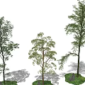 Varied Arbor Trees Displaying Different Trunks Foliage Grass and Stones 3d model