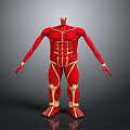 Human Limb Muscle Anatomy Model With Red Tissue And Yellow Bone Structure