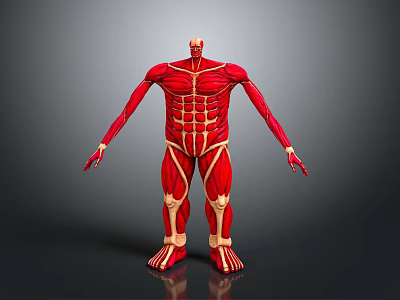 Human Limb Muscle Anatomy Model With Red Tissue And Yellow Bone Structure 3d model