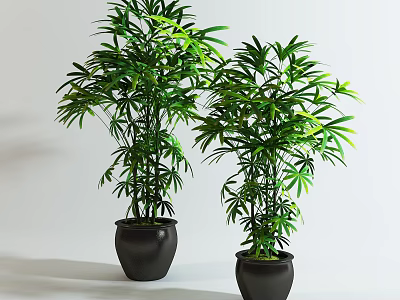 Green Lush Bonsai Potted Plants In Black Ceramic Pots With Fresh Leaves 3d model