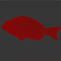 Realistic Green And Red Fish With Shiny Scales Isolated On Gray Background