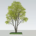 Lush Green Arbor with Thick Trunk and Spreading Branches on Grass Base