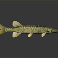 Aquatic Animal Pike Fish With Yellow Green Patterned Slender Body Fins Tail Dark Background Reflection
