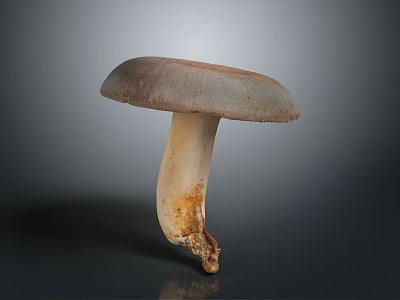 Fresh Natural Mushroom With Brown Gray Cap And Light Stem On Gray Background 3d model