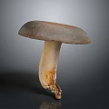 Fresh Natural Mushroom With Brown Gray Cap And Light Stem On Gray Background