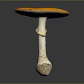 Fresh Orange Red Cap Vegetable Mushroom With White Spots And White Stem 3d model