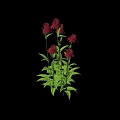 Vibrant Plant With Red Flowers Green Leaves And Multiple Stems On White Background With Shadow