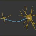 Neurons Nerve cells Nerve endings Human nerves 3d model