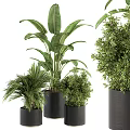 Lush Green Bonsai Potted Plant With Dense Foliage In Black Ceramic Pot