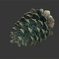 Natural Pine Cone Close Up Shot With Detailed Brown Textured Scales