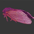 Macro View Of Cicada With Red Eyes Transparent Wings Yellow Edges And Black Body