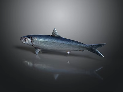Silver Shiny Fish On Dark Background With Reflection And Marine Features 3d model