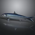 Silver Shiny Fish On Dark Background With Reflection And Marine Features