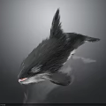 Black And White Bird With Pointed Tail In Flight Against Dark Background